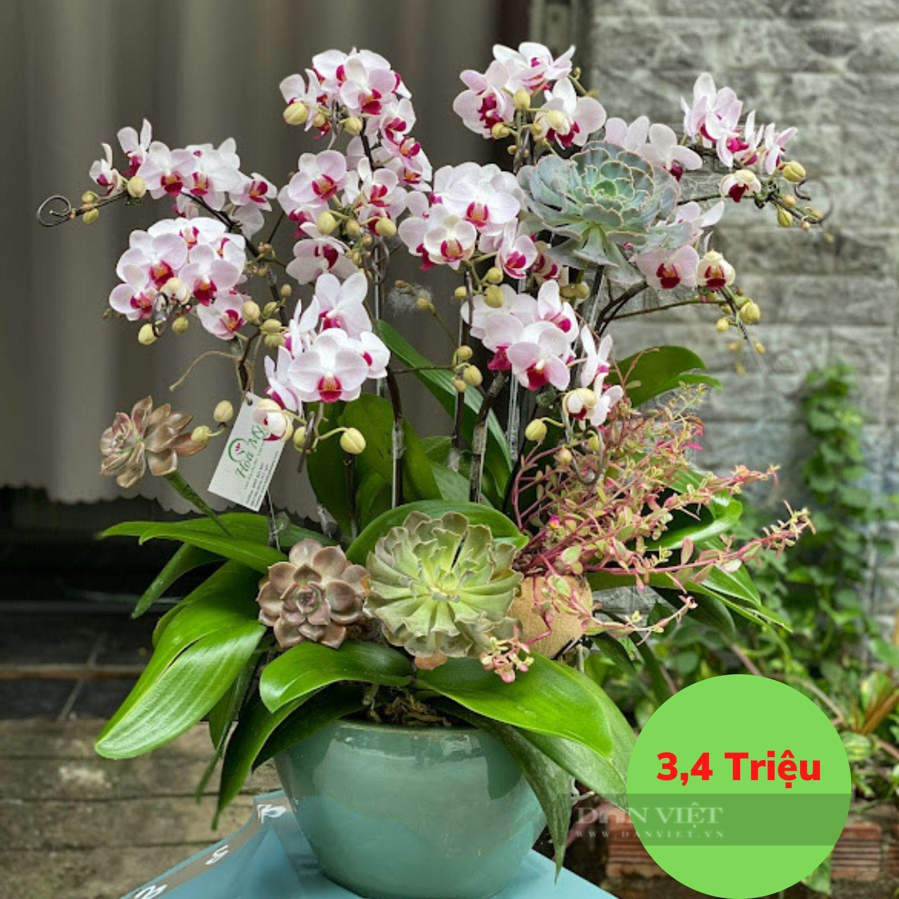 Giá cho 1 chậu lan hồ điệp to kết hợp hoa sen đá có giá lên tới 3,4 triệu đồng.