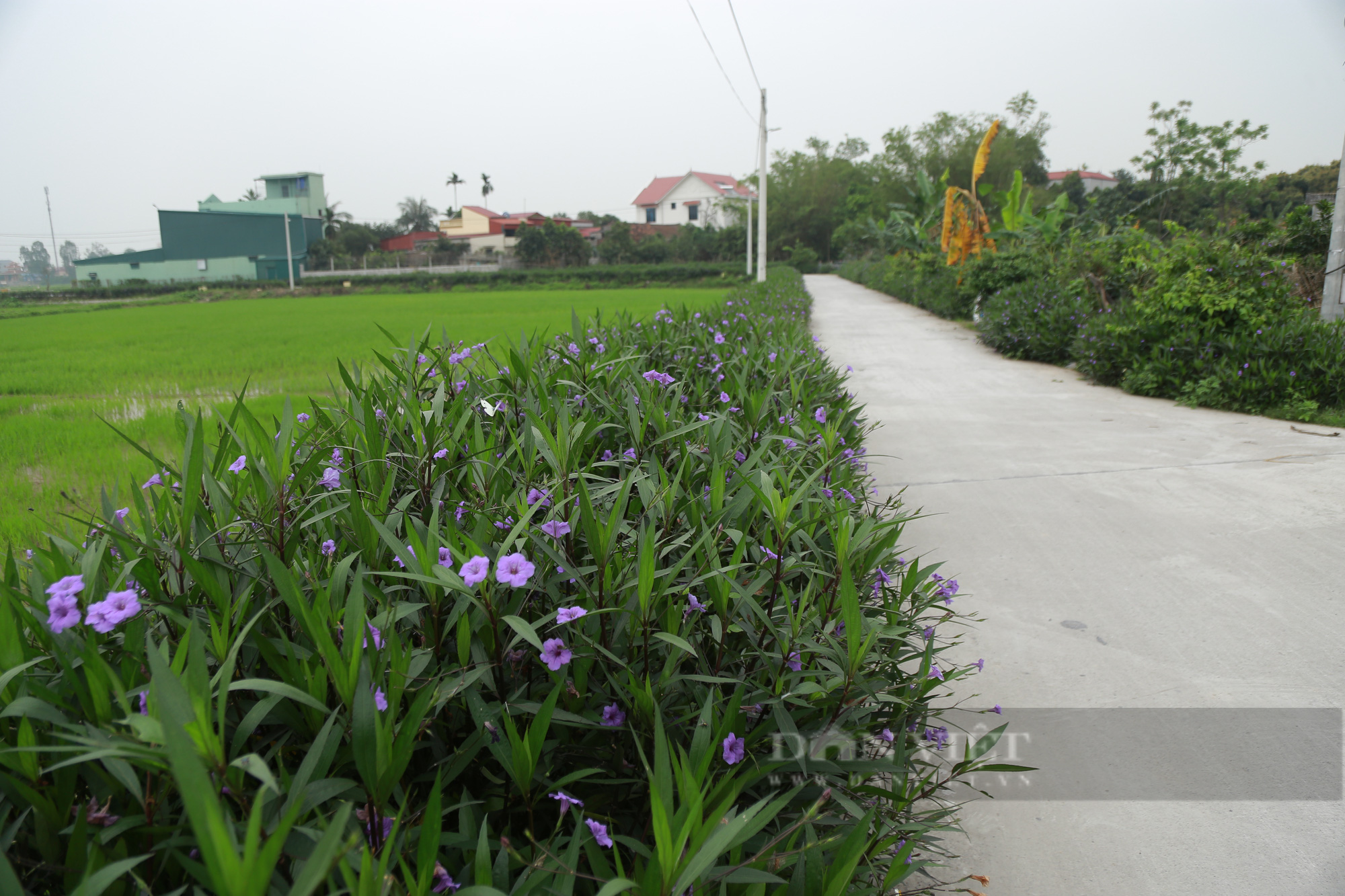 Hà Nam: Đặt mục tiêu khó để phấn đấu trong xây dựng nông thôn mới kiểu mẫu - Ảnh 1.