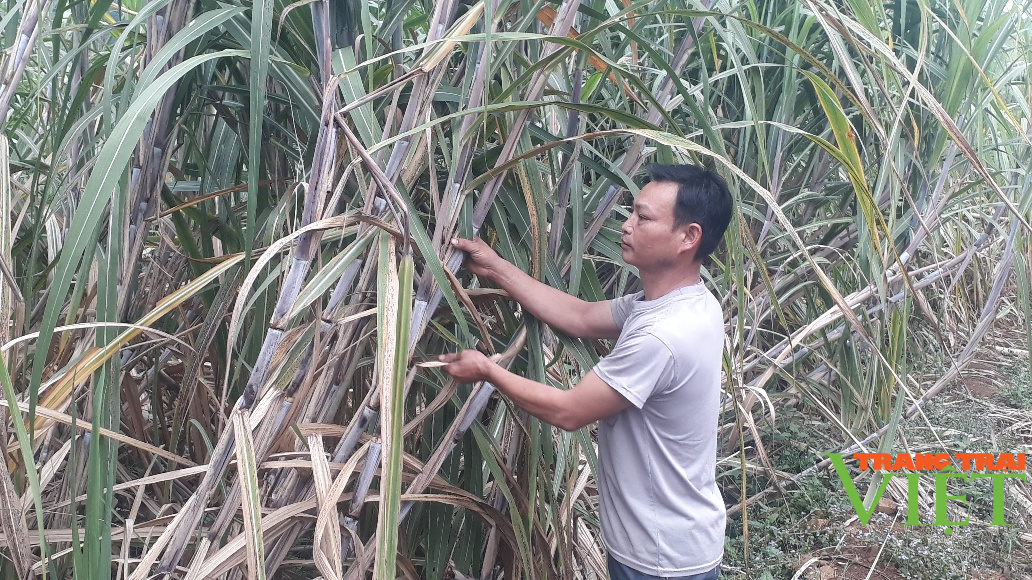 Nông thôn Tây Bắc: Bỏ sắn trồng mía, dân vùng này có thu nhập ổn định - Ảnh 1. Nông thôn Tây Bắc: Bỏ sắn trồng mía, dân vùng này có thu nhập ổn định - Ảnh 1.