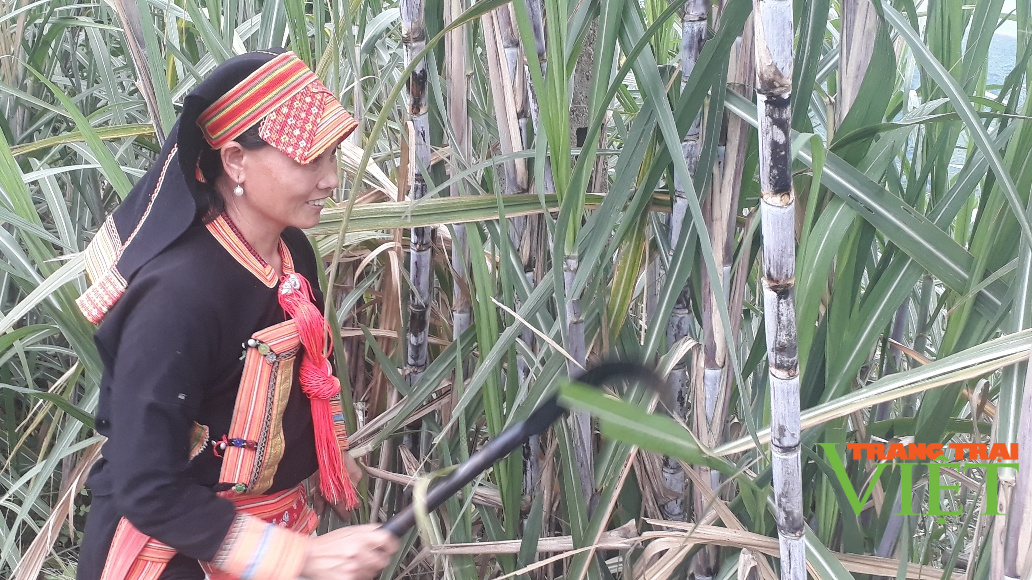 Nông thôn Tây Bắc: Bỏ sắn trồng mía, dân vùng này có thu nhập ổn định - Ảnh 2. Nông thôn Tây Bắc: Bỏ sắn trồng mía, dân vùng này có thu nhập ổn định - Ảnh 2.