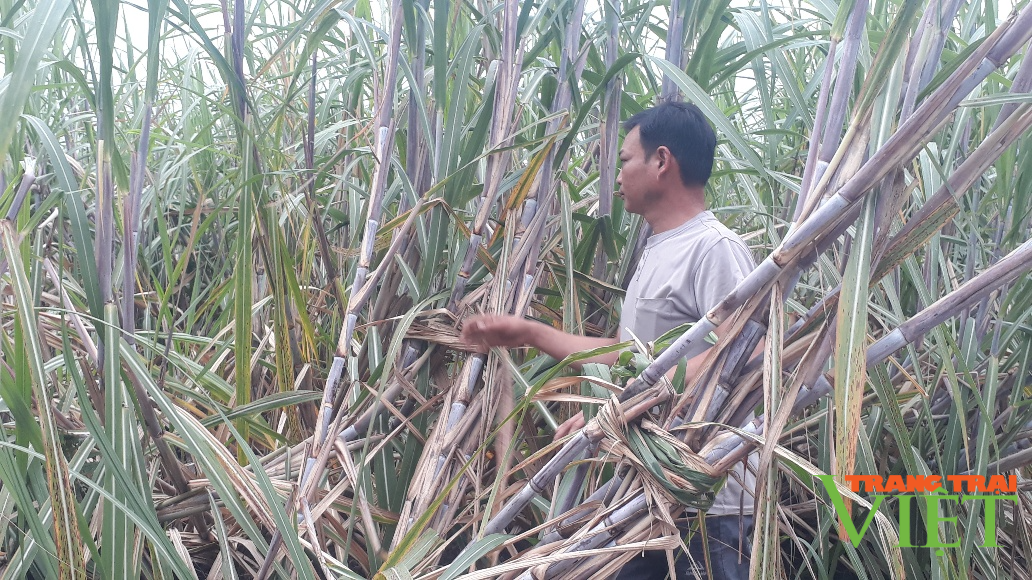 Nông thôn Tây Bắc: Bỏ sắn trồng mía, dân vùng này có thu nhập ổn định - Ảnh 3. Nông thôn Tây Bắc: Bỏ sắn trồng mía, dân vùng này có thu nhập ổn định - Ảnh 3.