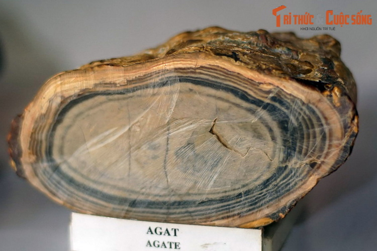Những mẫu vật kỳ lạ trong bảo tàng ít người biết ở Sài Gòn - Ảnh 6.