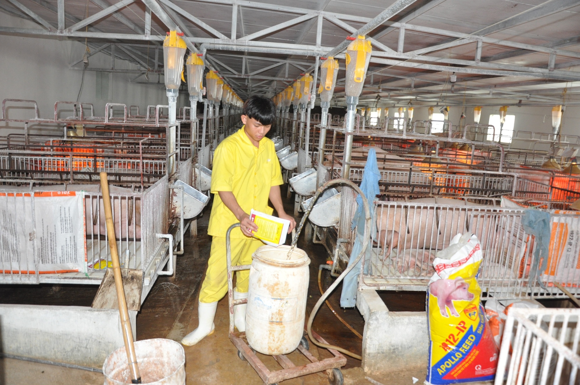 Chủ động phát triển vùng nguyên liệu thức ăn chăn nuôi - Ảnh 1.