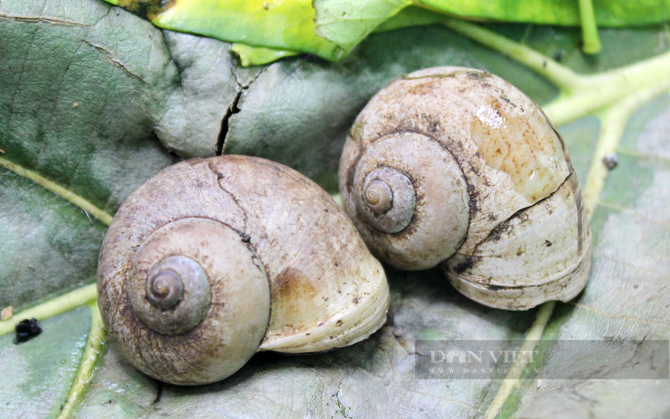 Ốc núi Tây Ninh từ lâu là một trong những món ăn đặc sản. Ảnh: Nguyên Vỹ