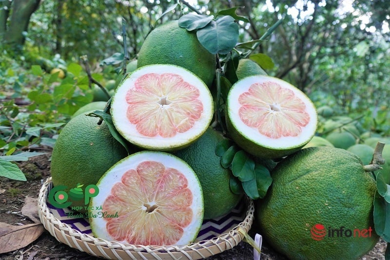 Đưa bưởi da xanh Việt Nam sang trời Tây, lợi thế lớn của hàng trăm nông dân tham gia HTX - Ảnh 1.