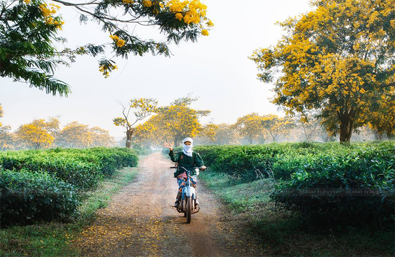 Tháng 11 Gia Lai đẹp mê mẩn 3 loài hoa rực rỡ - Ảnh 3.