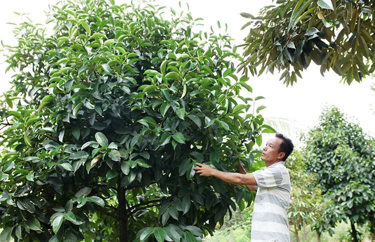 Nông dân Cát Tiên thi đua xây dựng vườn mẫu - Ảnh 1.