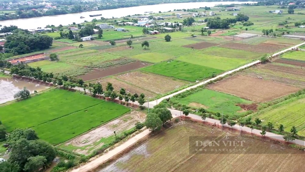 Cù lao Rùa phủ một màu xanh mát bỡi những cánh đồng hành, bạc hà và ruộng lúa. Ảnh: Trần Khánh