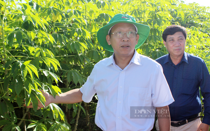 Vùng trồng khảo nghiệm các giống mì kháng bệnh khảm lá trên địa bàn huyện Tân Châu, Tây Ninh. Ảnh: Trần Khánh