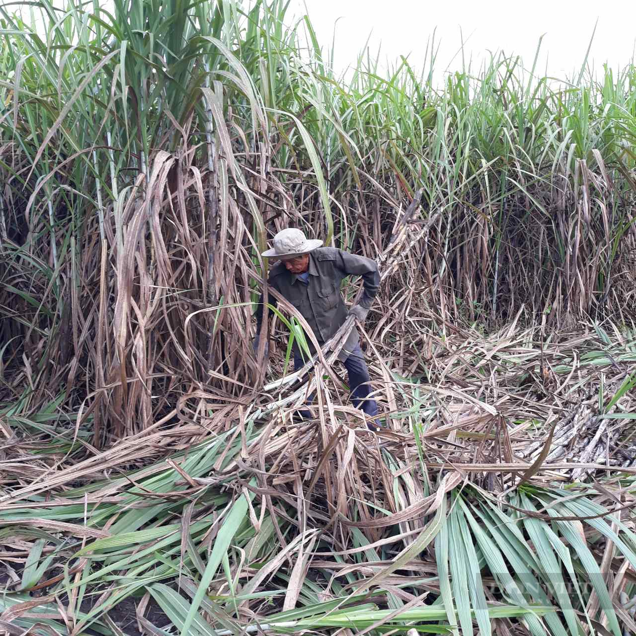 Triển vọng &quot;ngọt&quot; cho ngành mía đường - Ảnh 1.