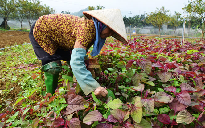 Kết nối thị trường, thúc đẩy tăng trưởng nông nghiệp Thủ đô - Ảnh 1.
