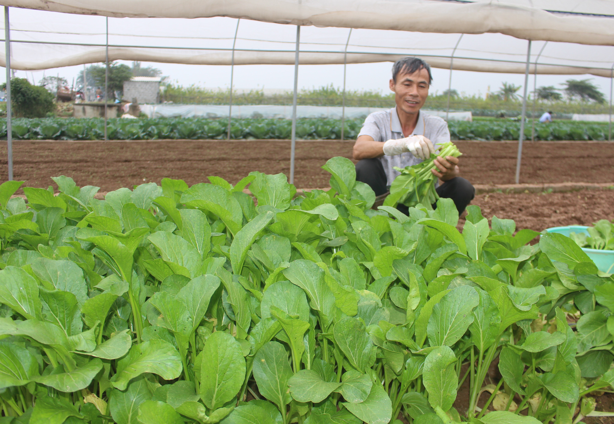 Những “mô hình xanh” ghi dấu nhà nông Thủ đô - Ảnh 1.