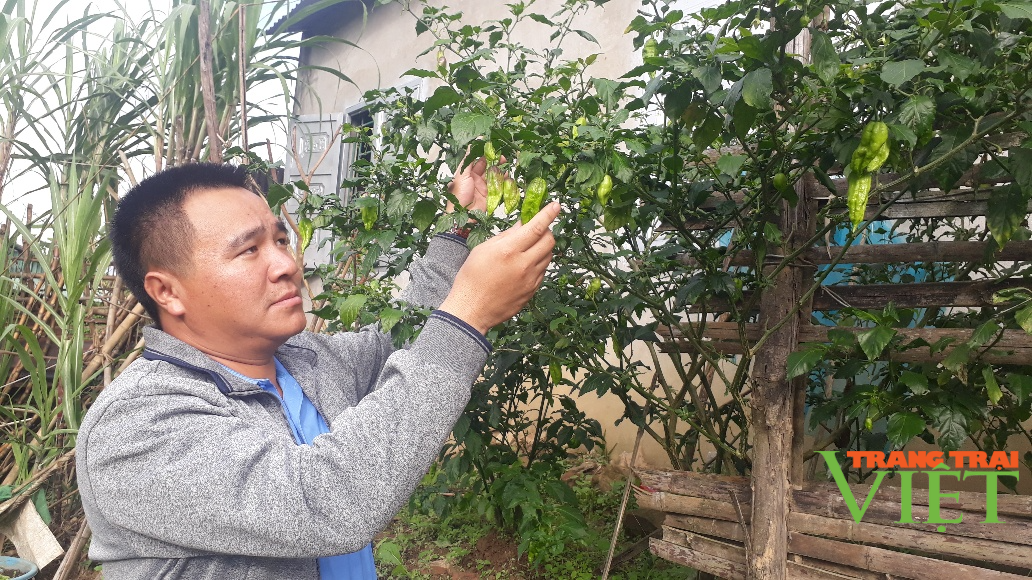 Nông thônTây Bắc: Thu nhập khá từ trồng loại cây cho quả "ăn một lần nhớ mãi" - Ảnh 1. Nông thônTây Bắc: Thu nhập khá từ trồng loại cây cho quả "ăn một lần nhớ mãi" - Ảnh 1.