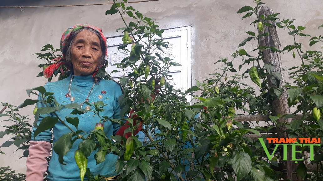 Nông thônTây Bắc: Thu nhập khá từ trồng loại cây cho quả "ăn một lần nhớ mãi" - Ảnh 2. Nông thônTây Bắc: Thu nhập khá từ trồng loại cây cho quả "ăn một lần nhớ mãi" - Ảnh 2.