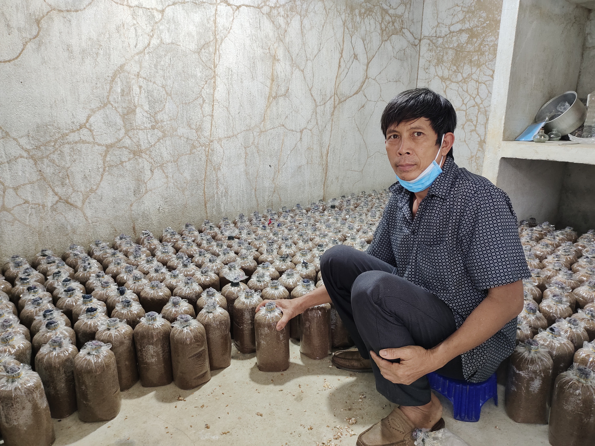 “Kéo” cả làng cùng làm giàu với nấm bào ngư - Ảnh 3.