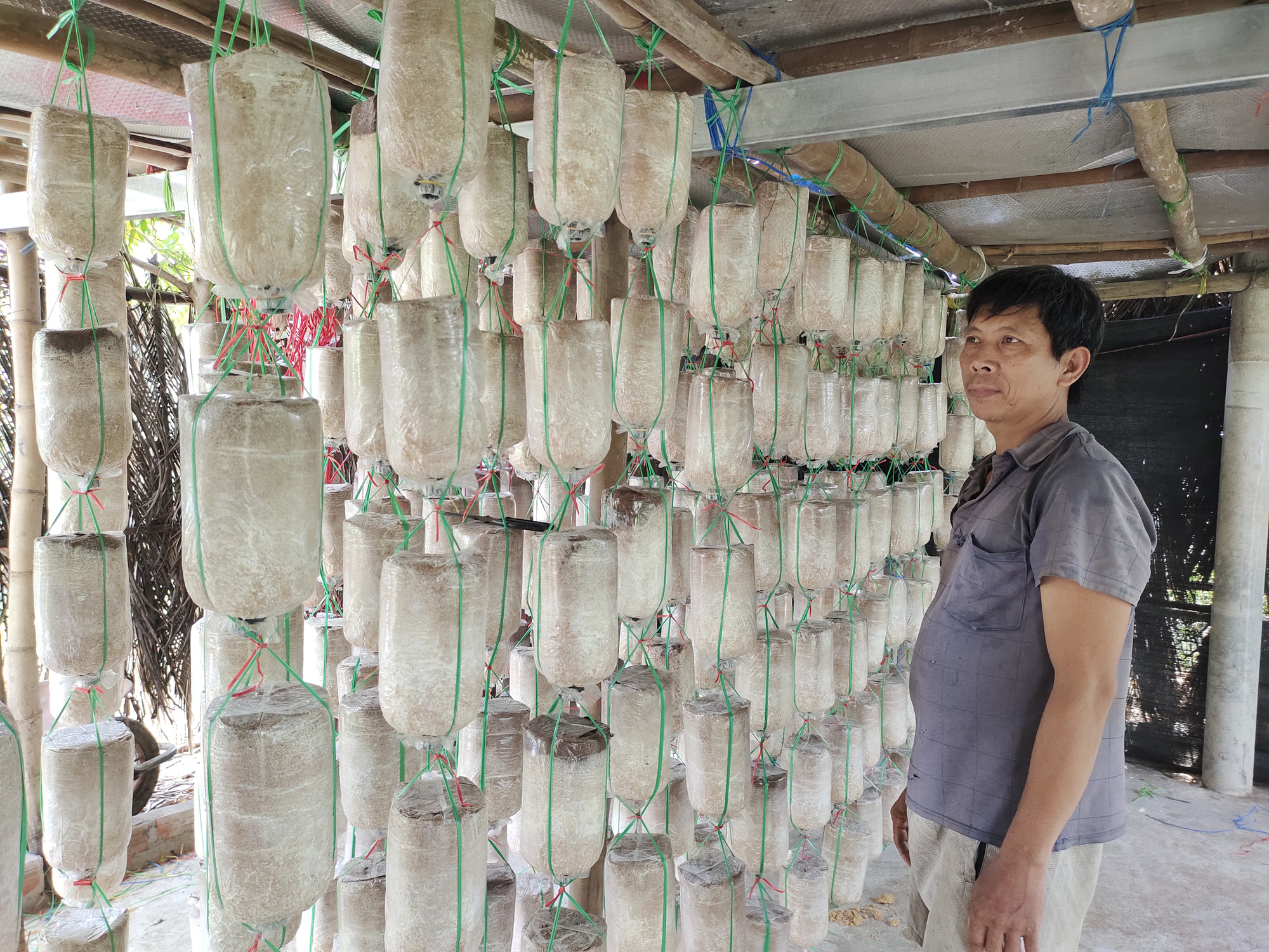 “Kéo” cả làng cùng làm giàu với nấm bào ngư - Ảnh 1.