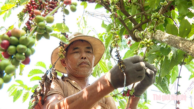 Thiếu nhân công, vgười dân ở huyện Bù Đăng tự thu hái cà phê cho mình. Ảnh: Thu Thảo