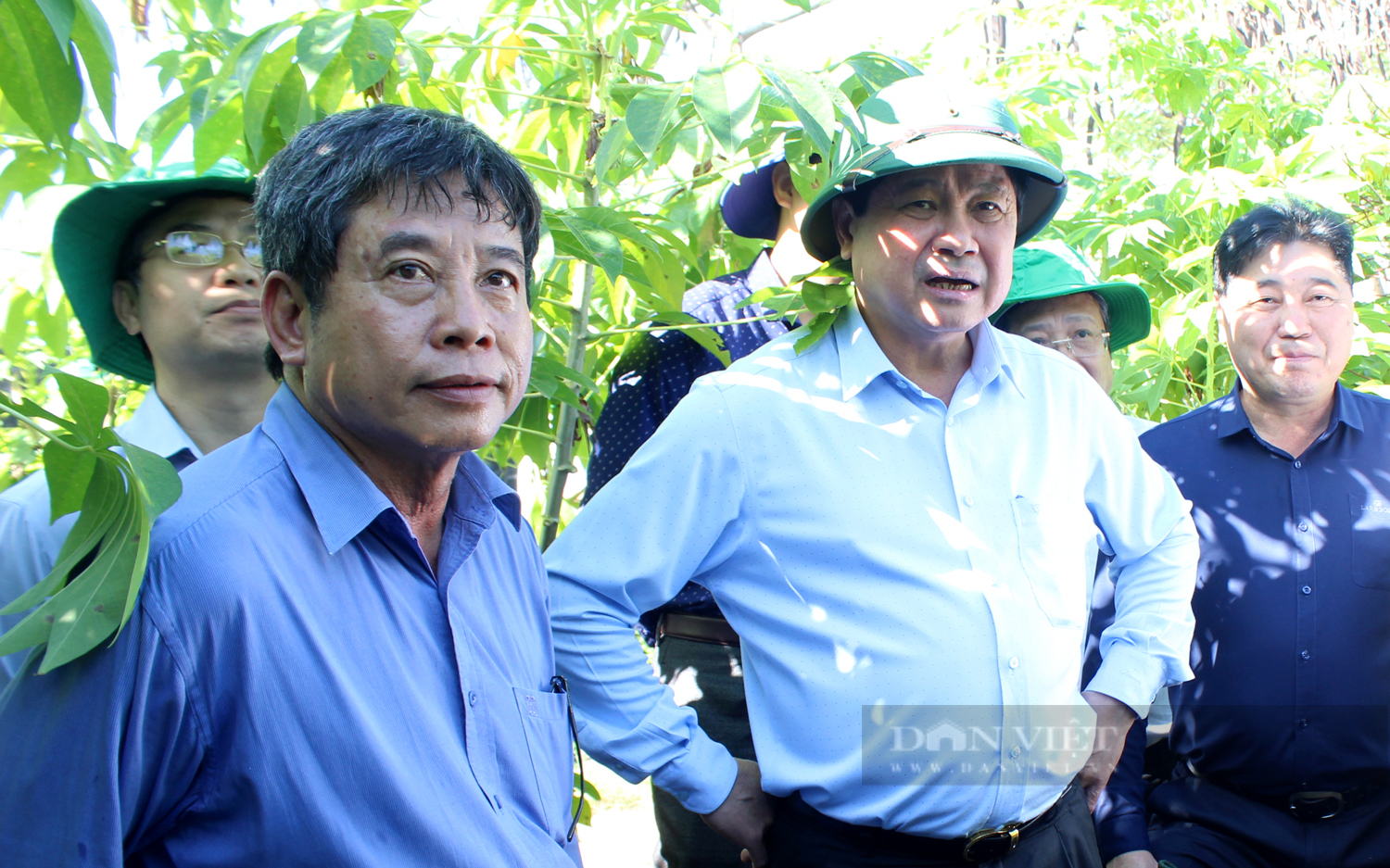 TS. Nguyễn Hữu Hỷ (thứ 2 từ trái sang) giới thiệu các giống mì kháng bệnh ở  Trung tâm nghiên cứu thực nghiệm nông nghiệp Hưng Lộc. Ảnh: Trần Khánh