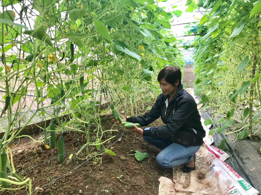 Đan Phượng phấn đấu đạt huyện nông thôn mới nâng cao - Ảnh 1.