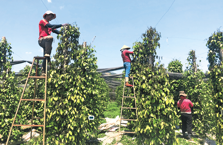 Cơ hội làm mới quy hoạch hồ tiêu - Ảnh 1.