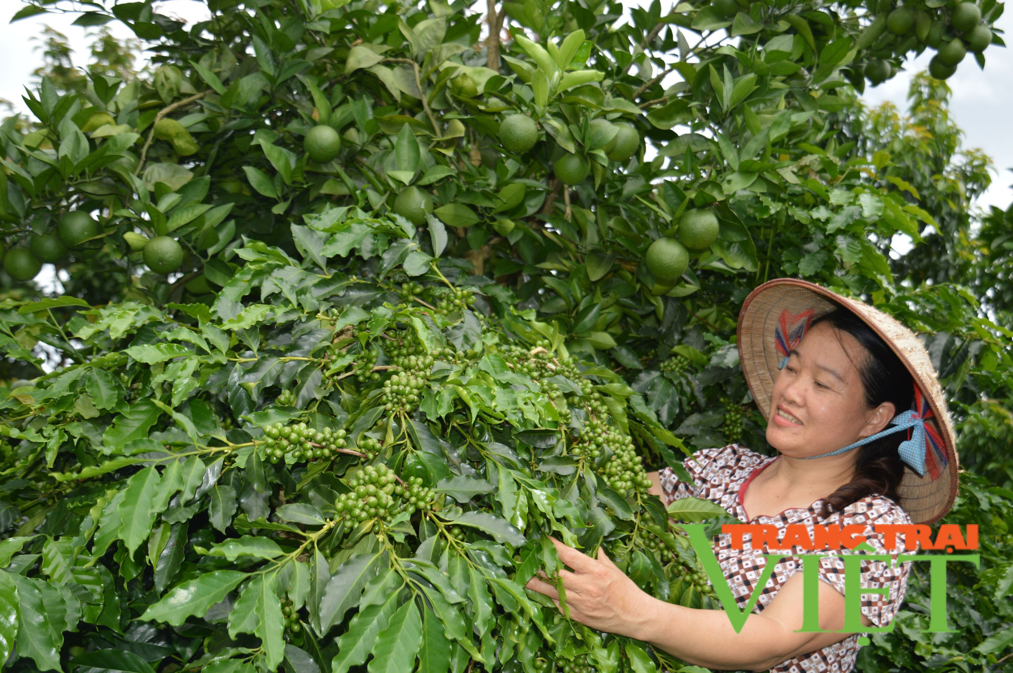 Nông thôn Tây Bắc: Xây dựng nông thôn mới hiệu quả ở Mường Ảng - Ảnh 5. Nông thôn Tây Bắc: Xây dựng nông thôn mới hiệu quả ở Mường Ảng - Ảnh 5.