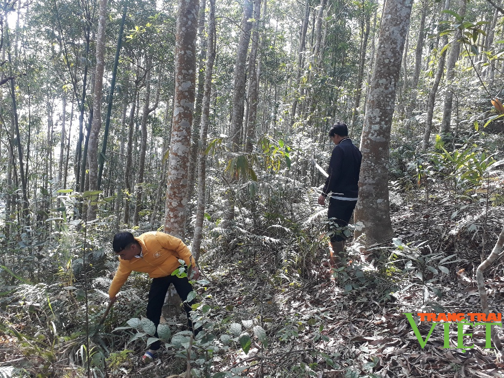 Sơn Bình giữ rừng - Ảnh 2. Sơn Bình giữ rừng - Ảnh 2.