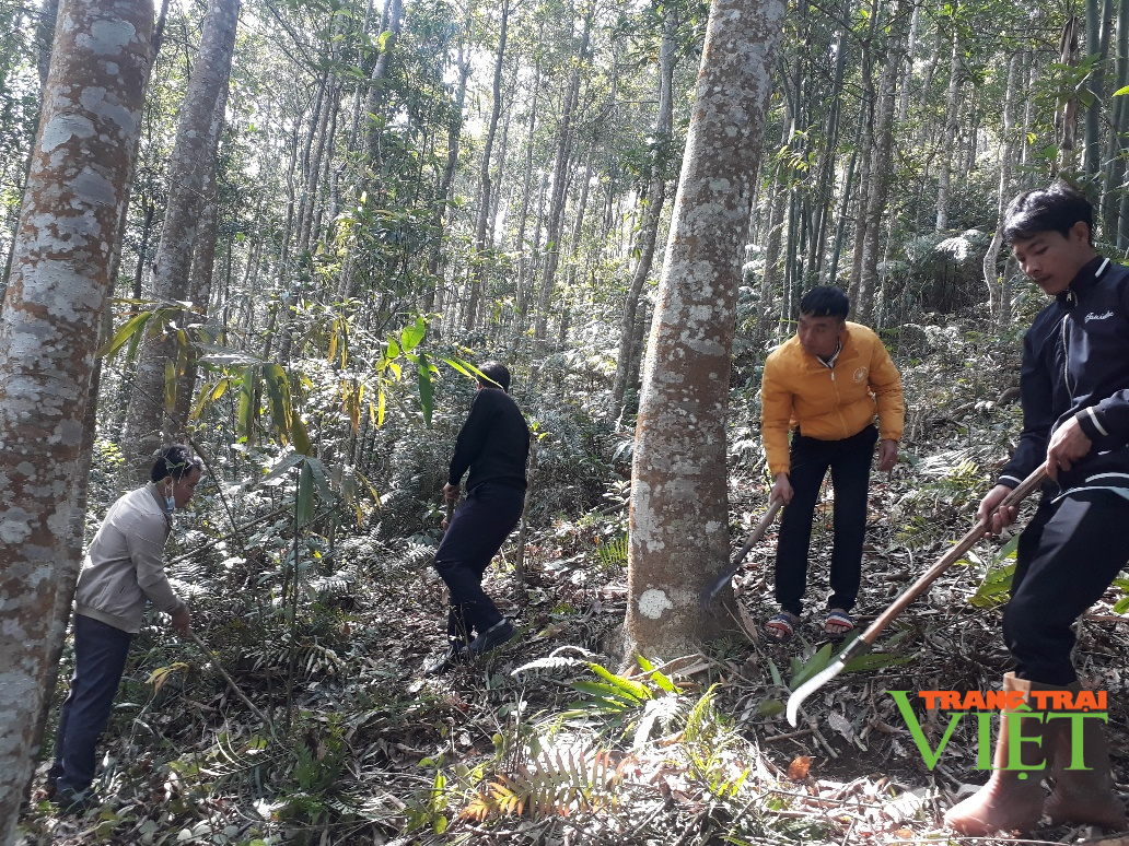 Sơn Bình giữ rừng - Ảnh 1. Sơn Bình giữ rừng - Ảnh 1.