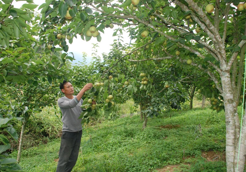 Giúp hộ nghèo có vốn nuôi trâu, trồng cây ăn quả  - Ảnh 1.