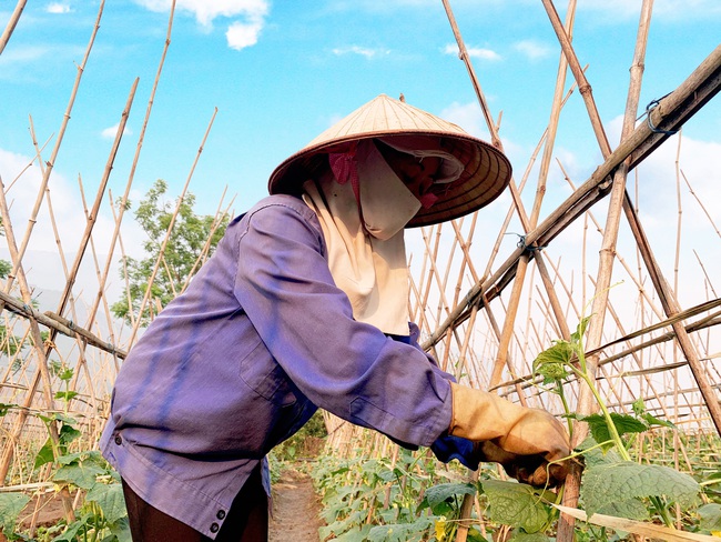 Lai Châu: Nông dân huyện Nậm Nhùn gắn sản xuất với phòng chống dịch Covid-19 - Ảnh 4.