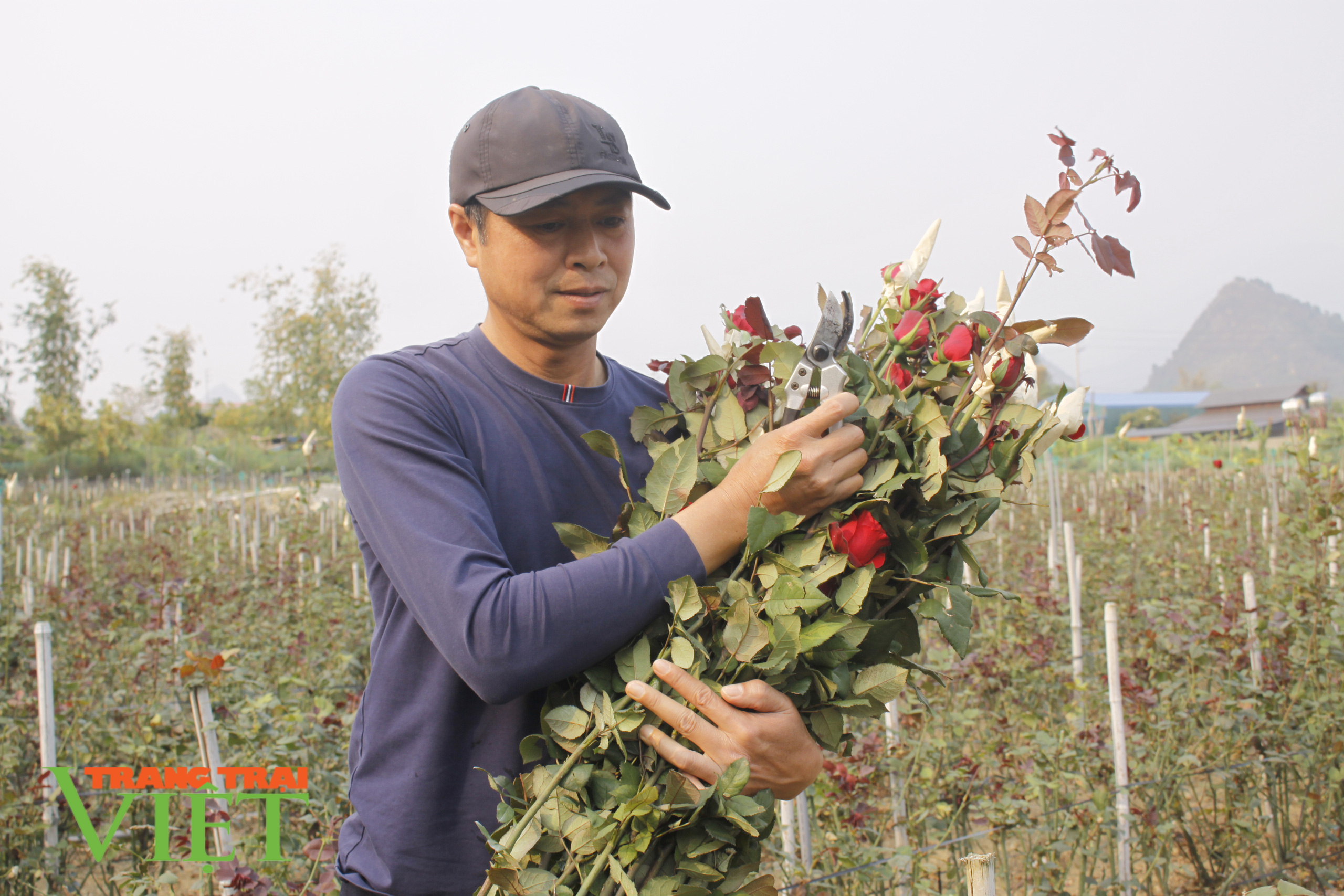 Lai Châu: Phát triển sản xuất nông nghiệp bền vững theo chuỗi liên kết - Ảnh 1. Lai Châu: Phát triển sản xuất nông nghiệp bền vững theo chuỗi liên kết - Ảnh 1.