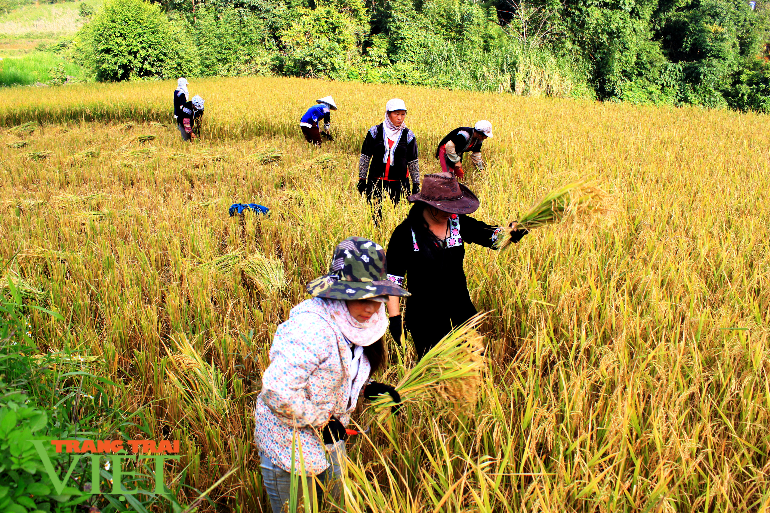 Lai Châu: Phát triển sản xuất nông nghiệp bền vững theo chuỗi liên kết - Ảnh 3. Lai Châu: Phát triển sản xuất nông nghiệp bền vững theo chuỗi liên kết - Ảnh 3.