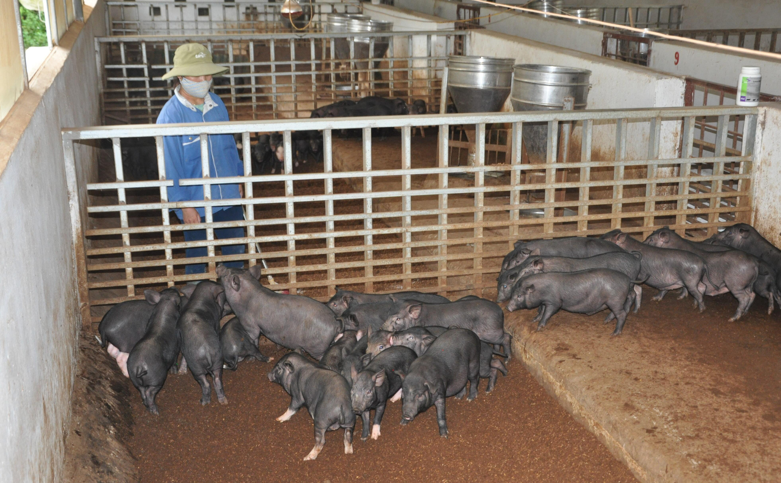 Làm giàu với đàn lợn đen đặc sản   - Ảnh 1.