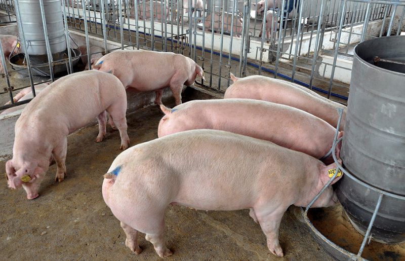 Giá heo hơi hôm nay 25/5: Heo miền Đông giảm thêm 1000 đồng/kg, “chợ chay” heo ảm đạm - Ảnh 2.