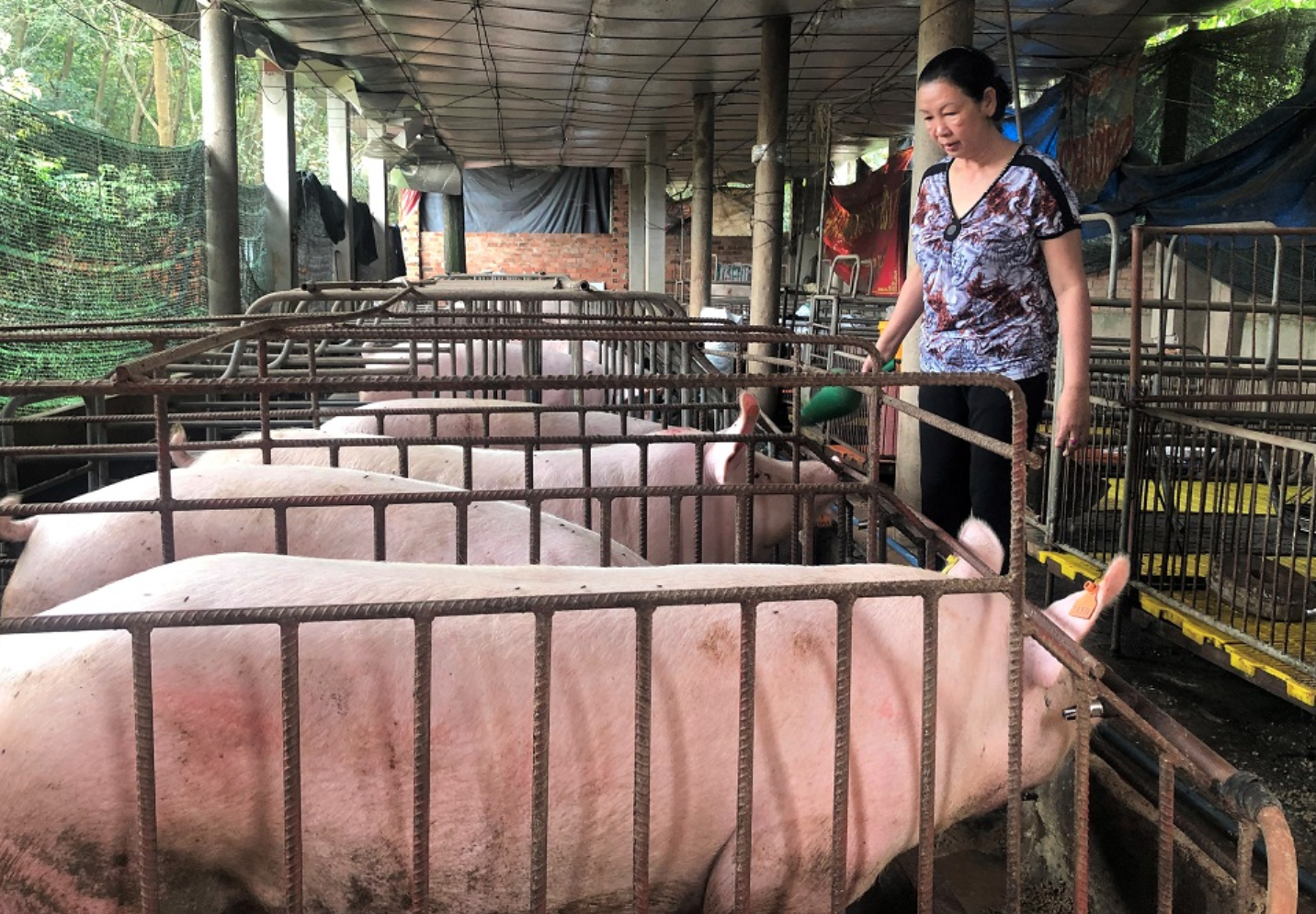 Giá heo hơi hôm nay 25/5: Heo miền Đông giảm thêm 1000 đồng/kg, “chợ chay” heo ảm đạm - Ảnh 1.
