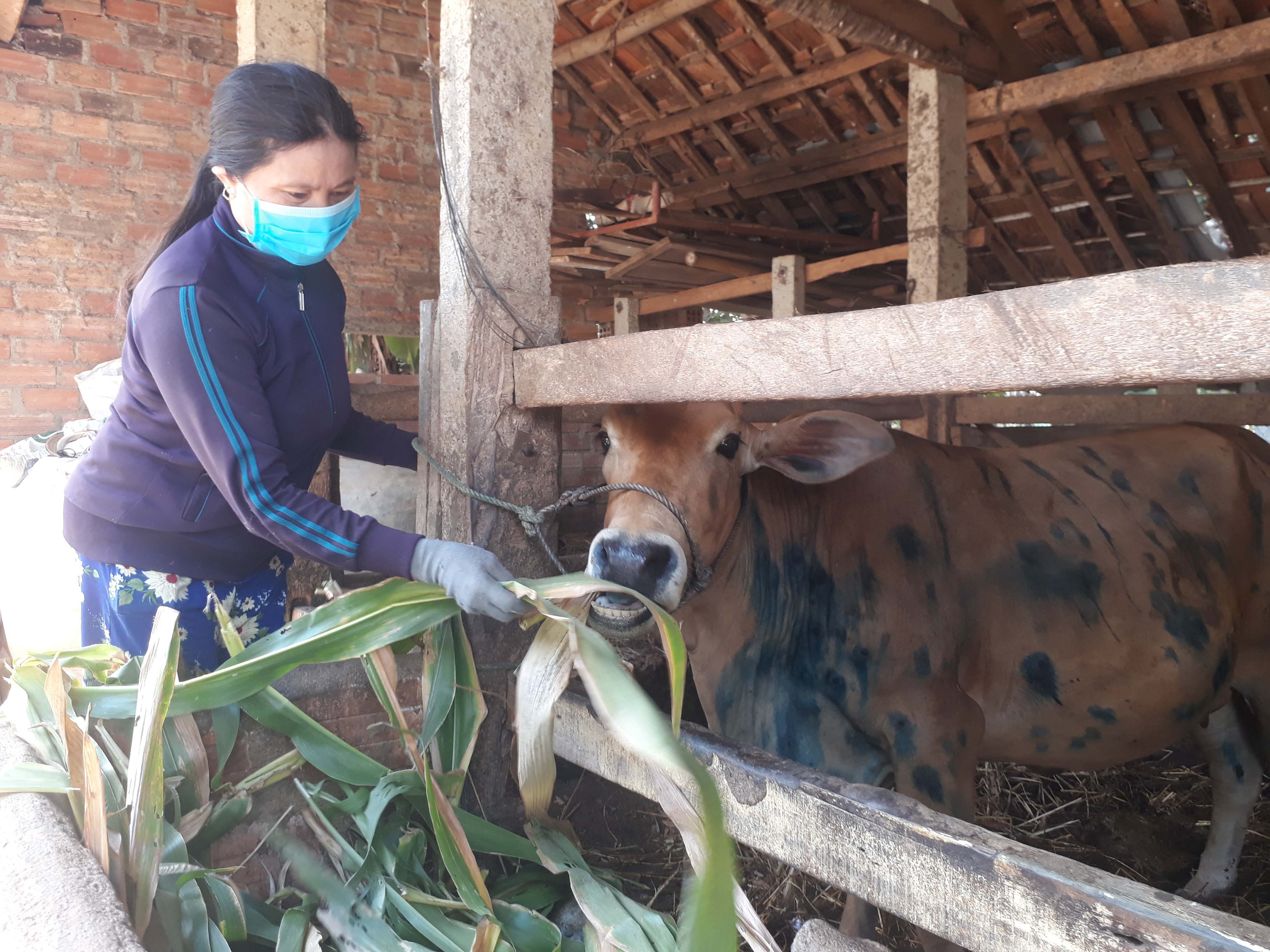 Vaccine giúp ngăn chặn bệnh viêm da nổi cục: Đốc thúc các tỉnh tiêm phòng tối thiểu 80% tổng đàn - Ảnh 3.