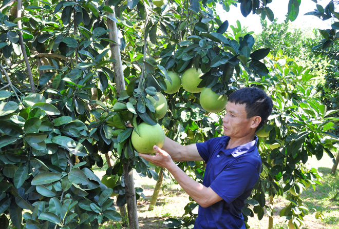 Vốn Hội giúp nhà nông  xứ Tuyên trồng bưởi hiệu quả - Ảnh 1.
