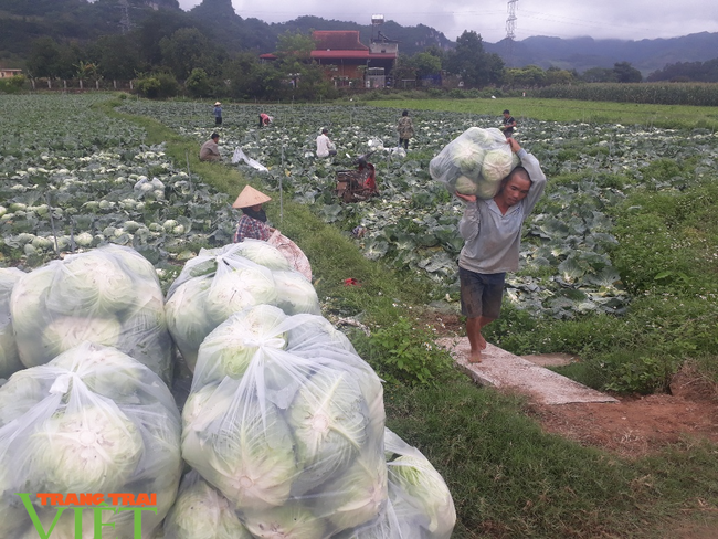 Sơn La: Bỏ ngô trồng rau an toàn, một nông dân thu cả tỷ đồng mỗi năm - Ảnh 2.