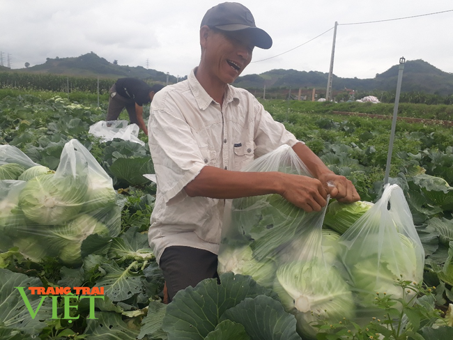 Sơn La: Bỏ ngô trồng rau an toàn, một nông dân thu cả tỷ đồng mỗi năm - Ảnh 3.