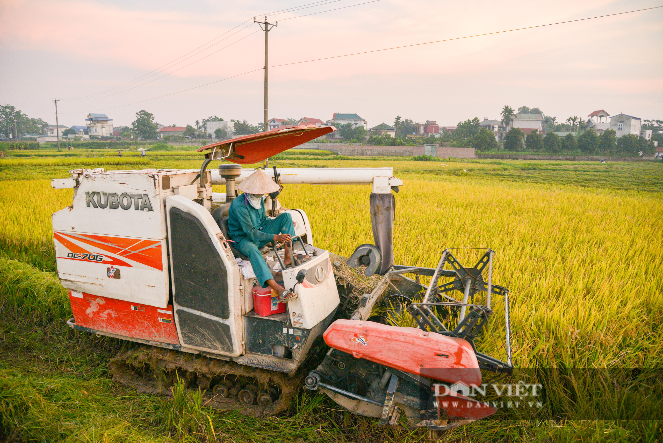 Người dân ngoại thành Hà Nội gặt lúa dưới thời tiết nắng nóng 40 độ C - Ảnh 2.