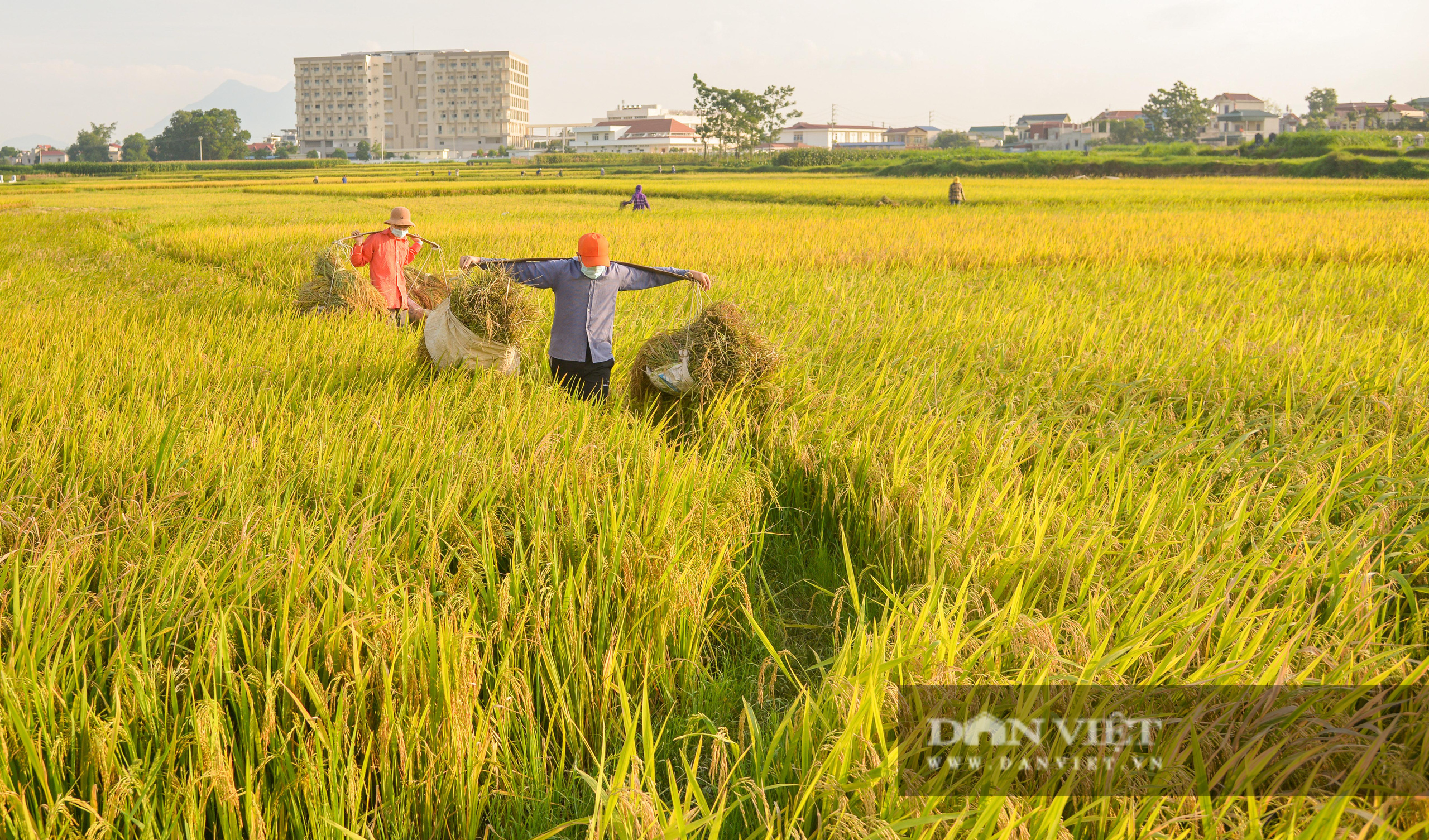 Người dân ngoại thành Hà Nội tất bật gặt lúa dưới thời tiết nắng nóng 40 độ C - Ảnh 5.