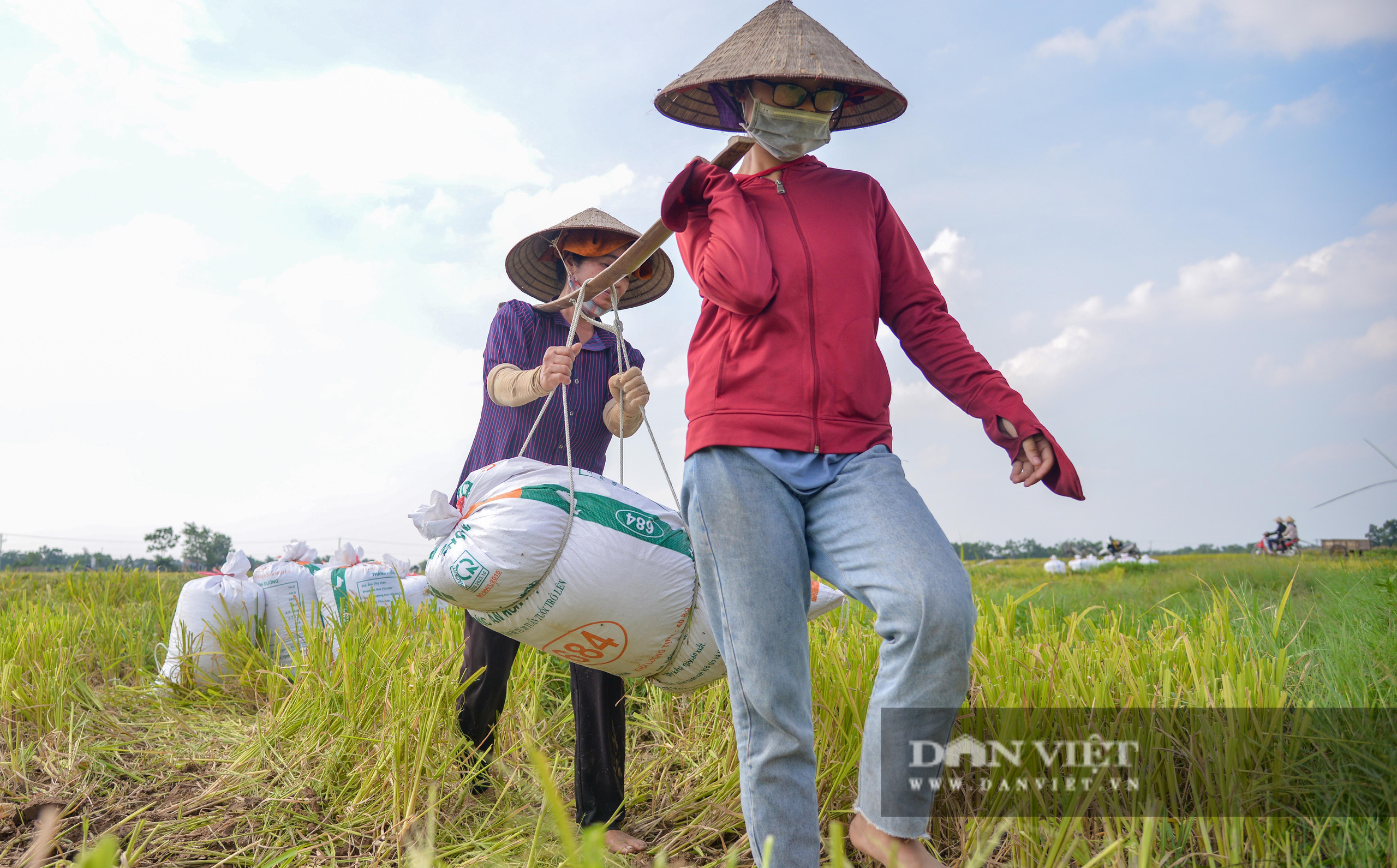 Người dân ngoại thành Hà Nội gặt lúa dưới thời tiết nắng nóng 40 độ C - Ảnh 9.