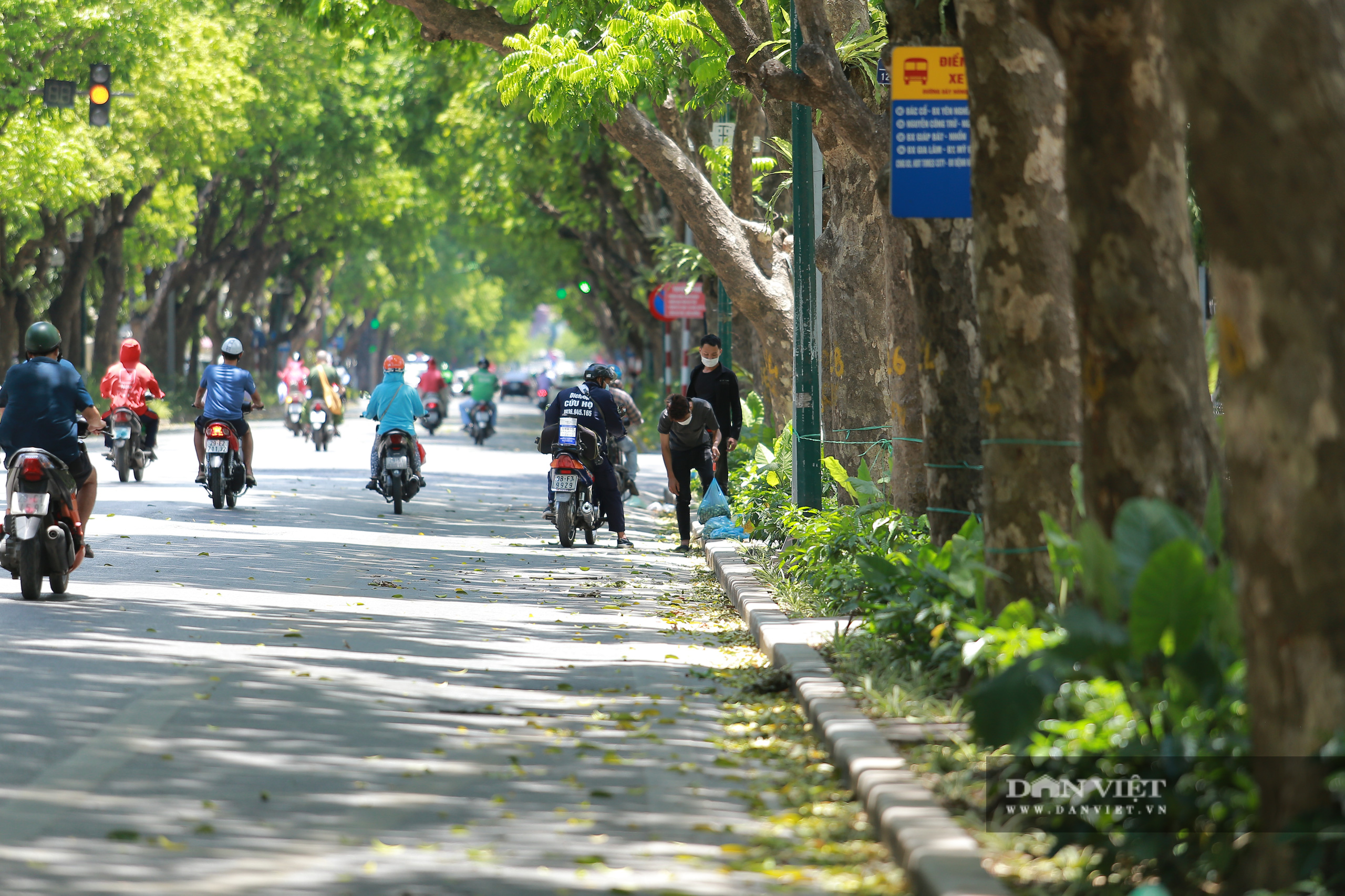 Hái Sấu cho thu nhập 2 triệu đồng/ ngày trong mùa covid -19 - Ảnh 1.