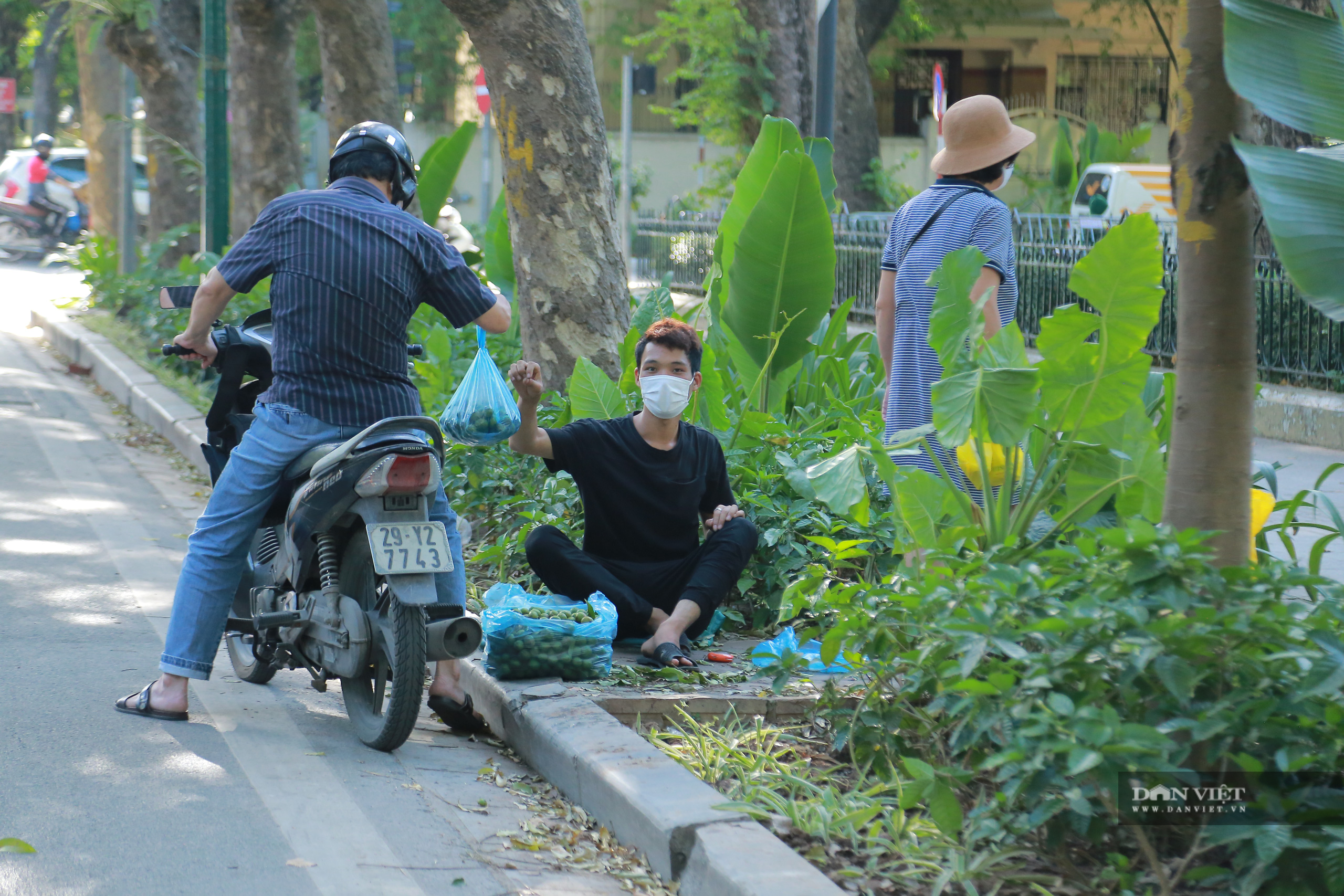 Hái Sấu cho thu nhập 2 triệu đồng/ ngày trong mùa covid -19 - Ảnh 12.