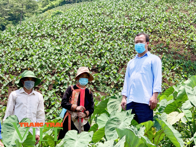 Lai Châu: Chuyển đổi cơ cấu cây trồng tăng hiệu quả kinh tế ở xã Nậm Xe   - Ảnh 1.