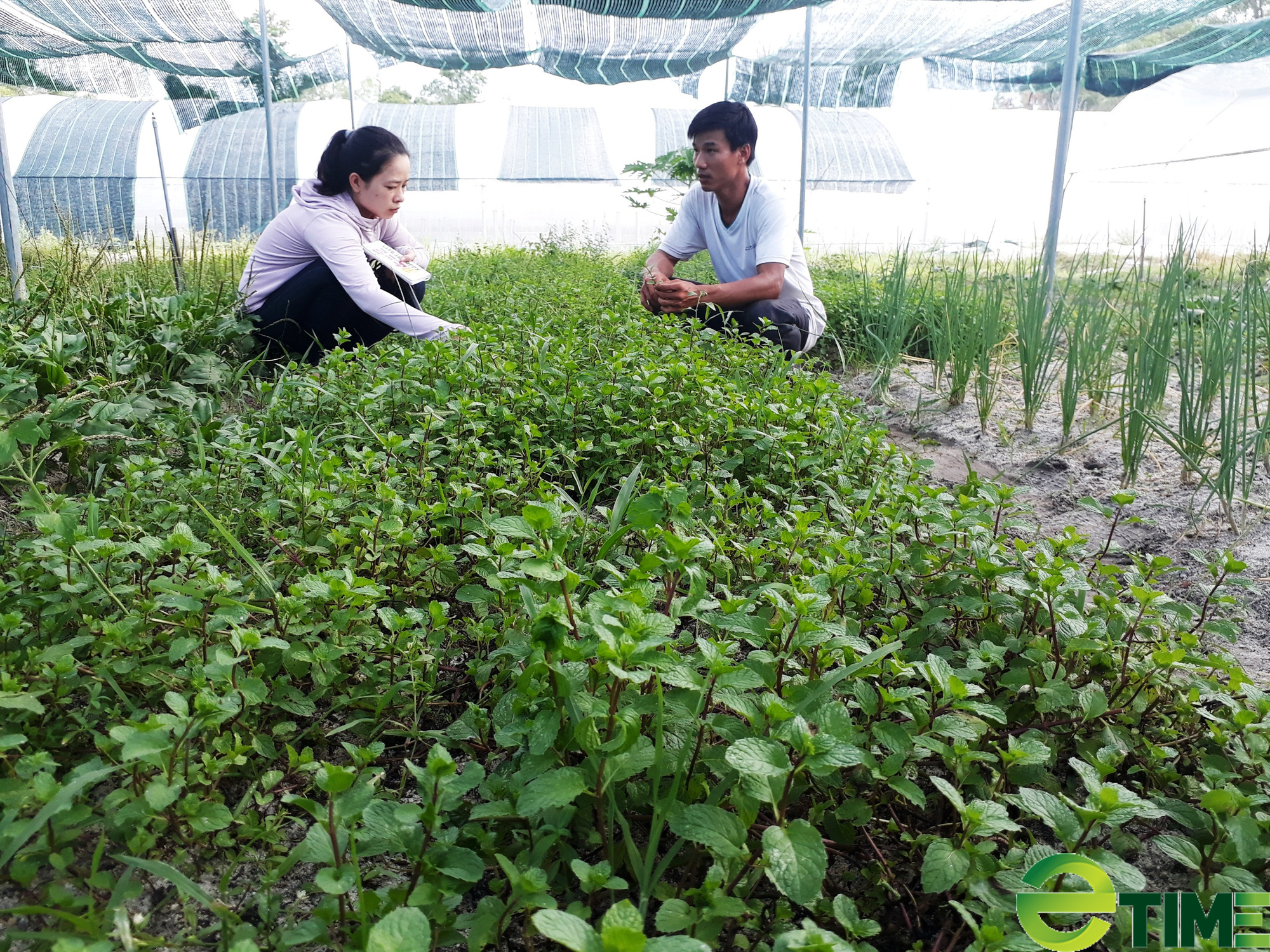Quảng Nam: Thủ tướng công nhận thành phố Tam Kỳ đạt chuẩn Nông thôn mới - Ảnh 6. Quảng Nam: Thủ tướng công nhận thành phố Tam Kỳ đạt chuẩn Nông thôn mới - Ảnh 6.