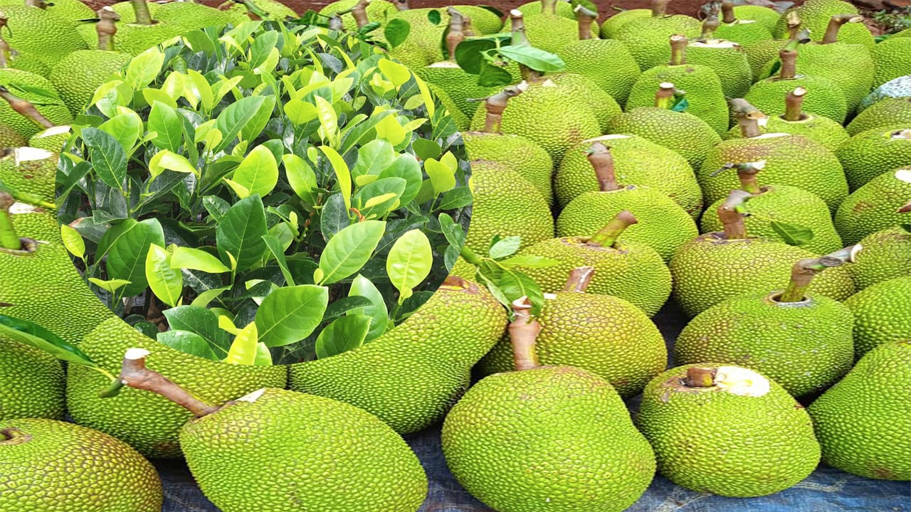 Giá mít Thái hôm nay 13/6: Giảm 40.000 đồng xuống còn dưới 20.000 đồng/cây mà không ai mua, cây mít giống ế chưa từng có - Ảnh 1.