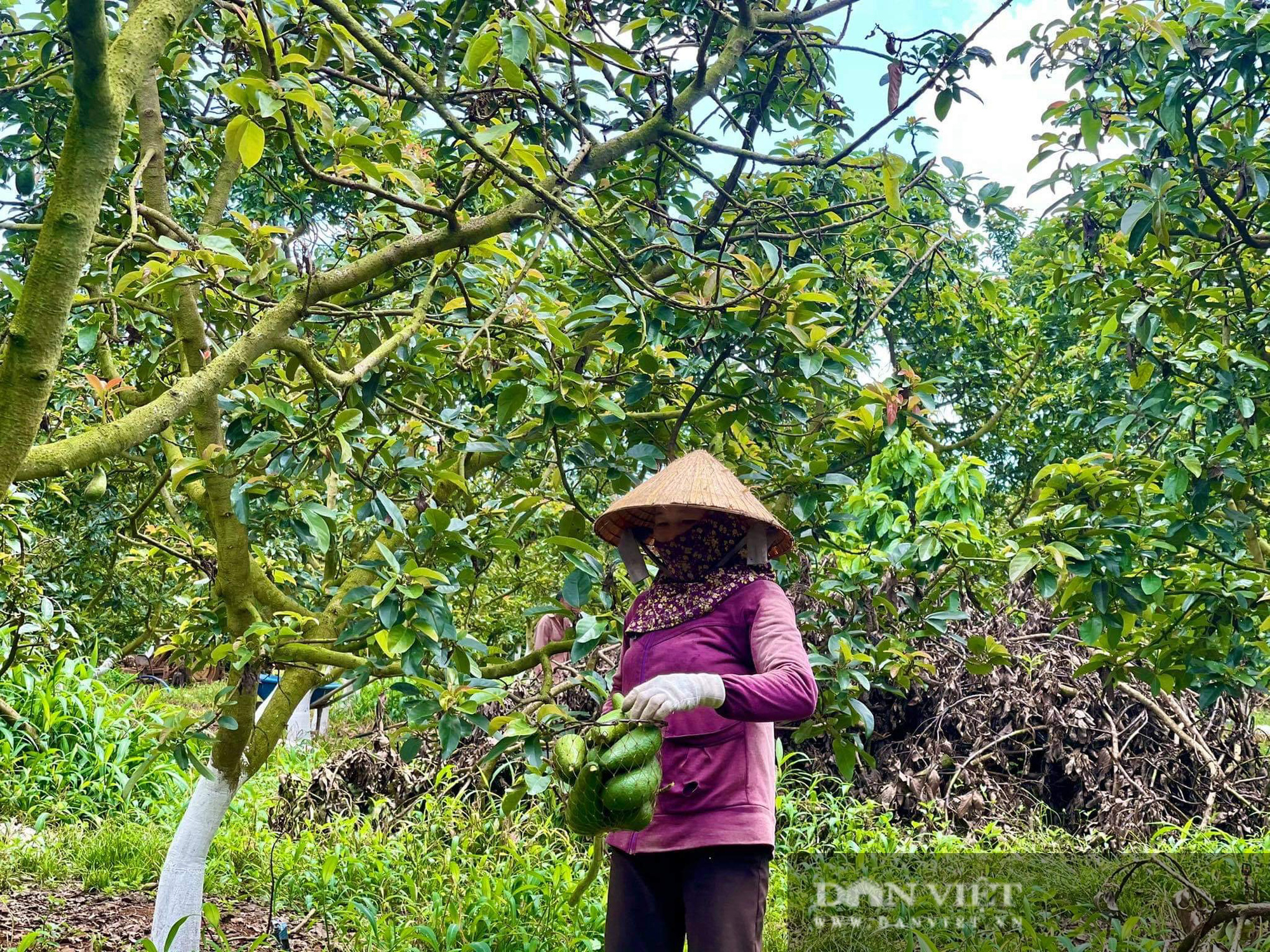  Bà Rịa – Vũng Tàu: Sau xoài…. bơ đang vào mùa, “phải kêu cứu” vì giá tuột dốc không phanh  - Ảnh 2.