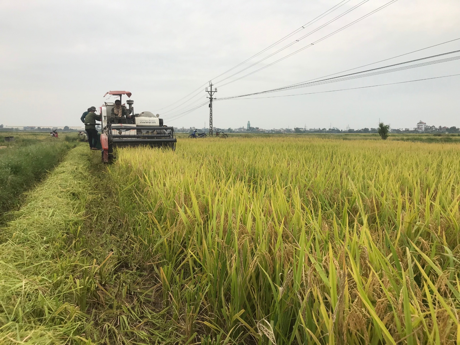 Mang niềm vui kép cho nông dân trồng lúa - Ảnh 1.