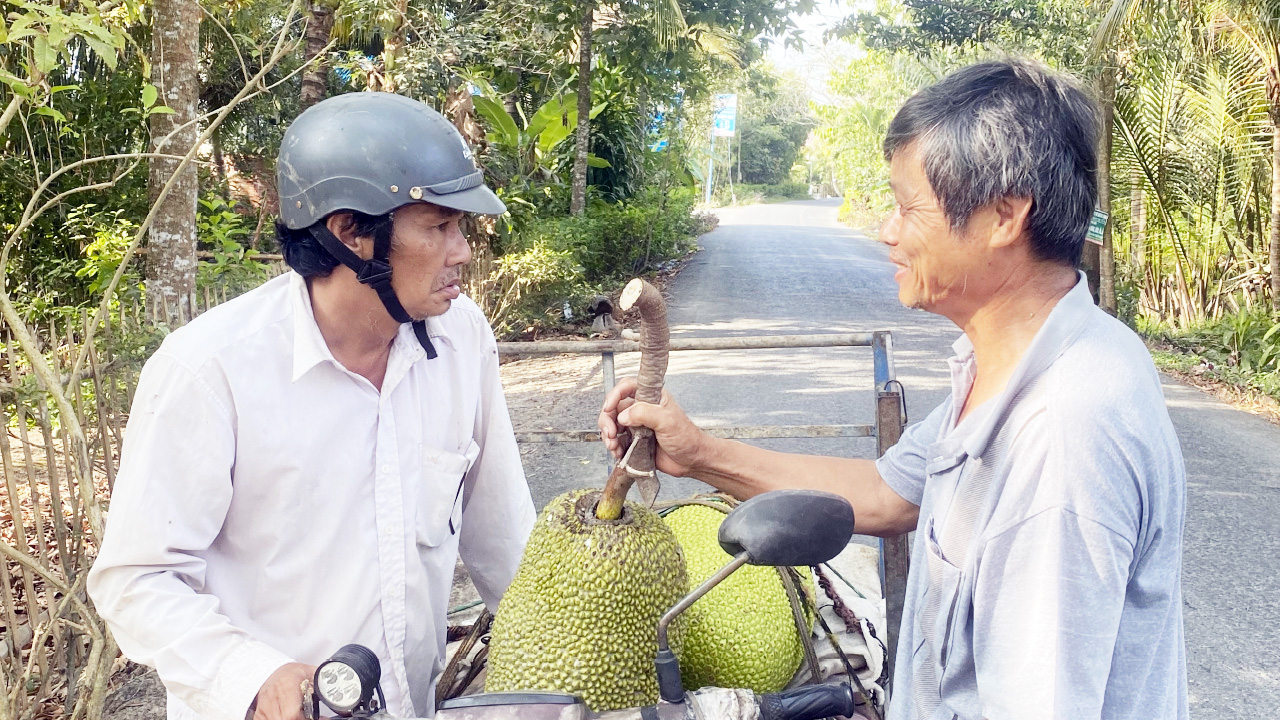 gop/“Trái đắng” từ trồng mít Thái - Ảnh 1.