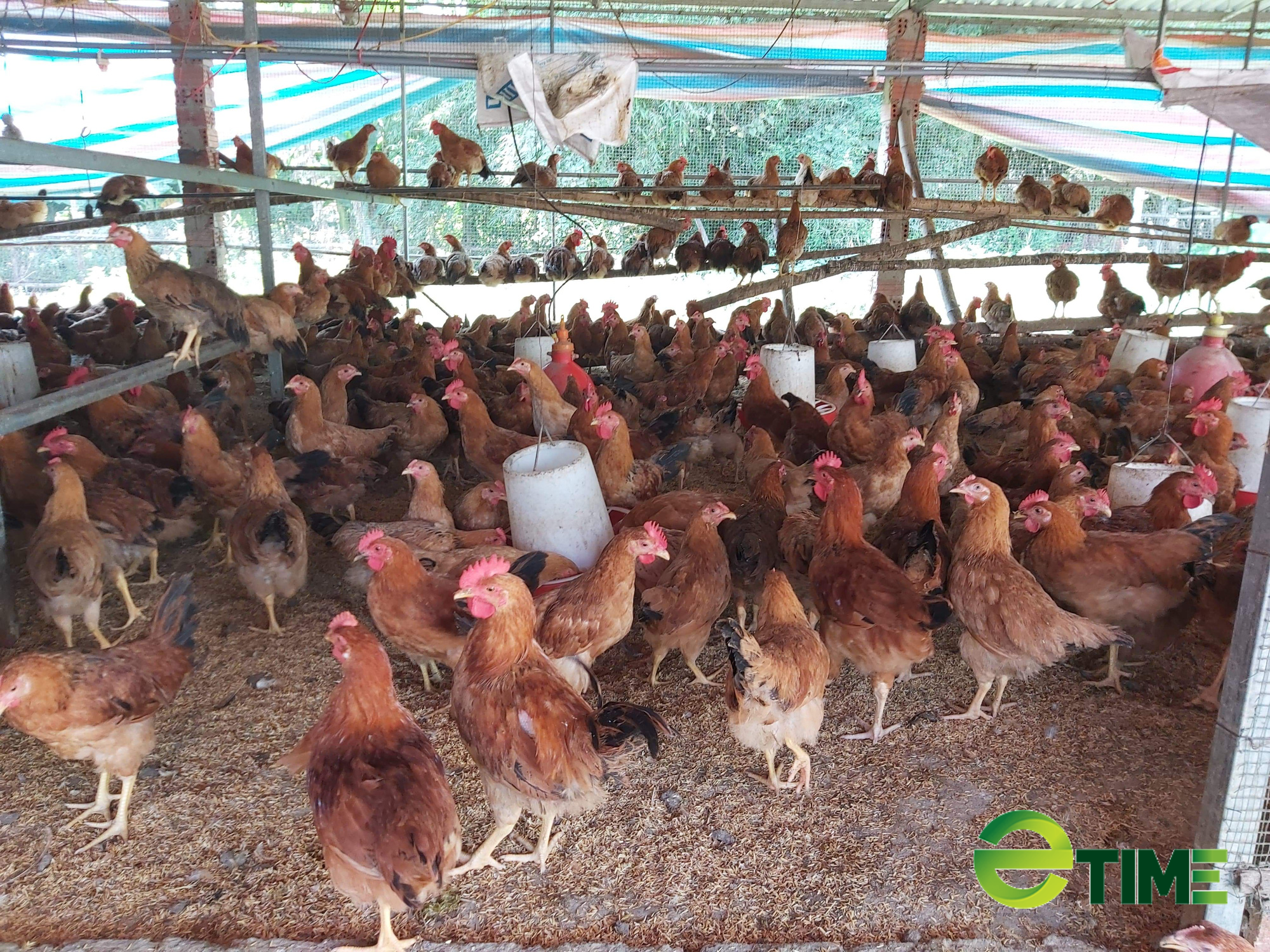 Quảng Nam: Được Agribank tiếp vốn, nhiều nông dân mạnh dạn vay vốn làm ăn thoát nghèo - Ảnh 2. Quảng Nam: Được Agribank tiếp vốn, nhiều nông dân mạnh dạn vay vốn làm ăn thoát nghèo - Ảnh 2.
